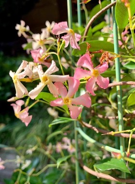粉色洗礼风车茉莉耐寒耐热爬藤植物络石藤庭院四季常青银丝茉莉苗