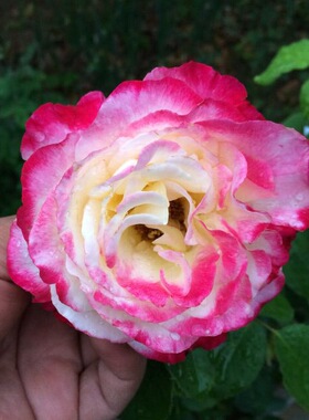 庭院灌木月季花卉国月