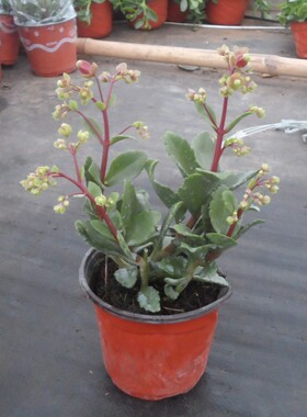 宫灯绿植花卉盆栽室内阳台开花