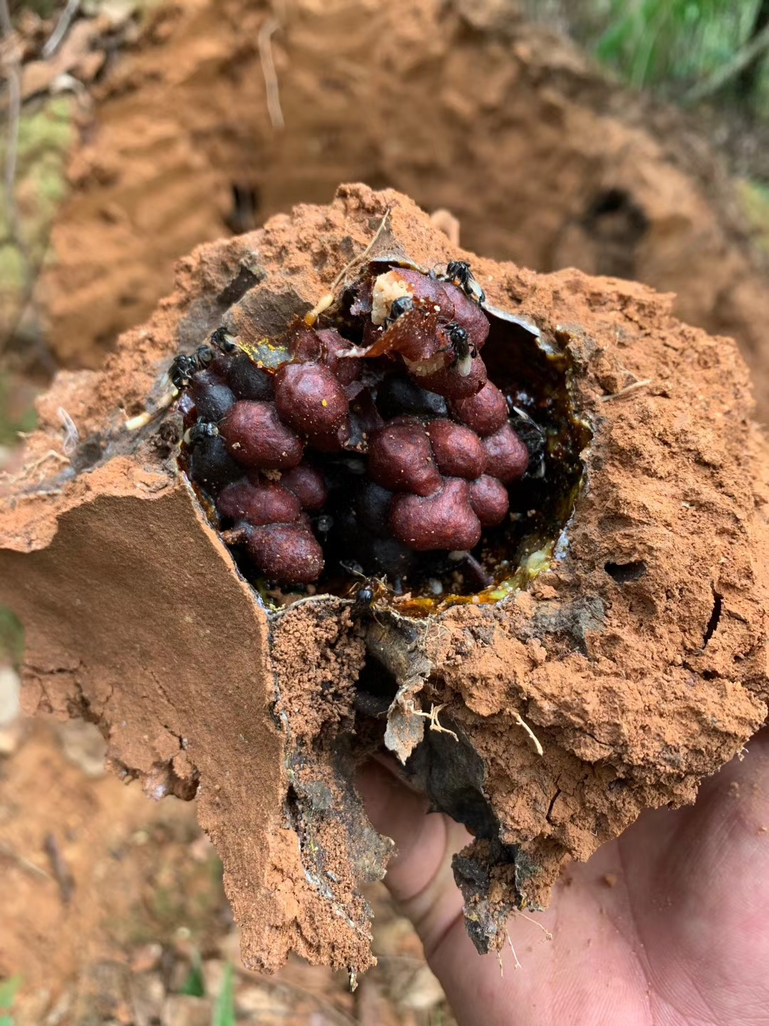 云南野生纯天然土蜂蜜土酸蜂花粉500克瓶装-图0