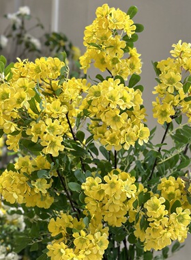 软装商业美陈装饰假花含笑花紫色槐花树家居摆设婚礼橱窗布置假花