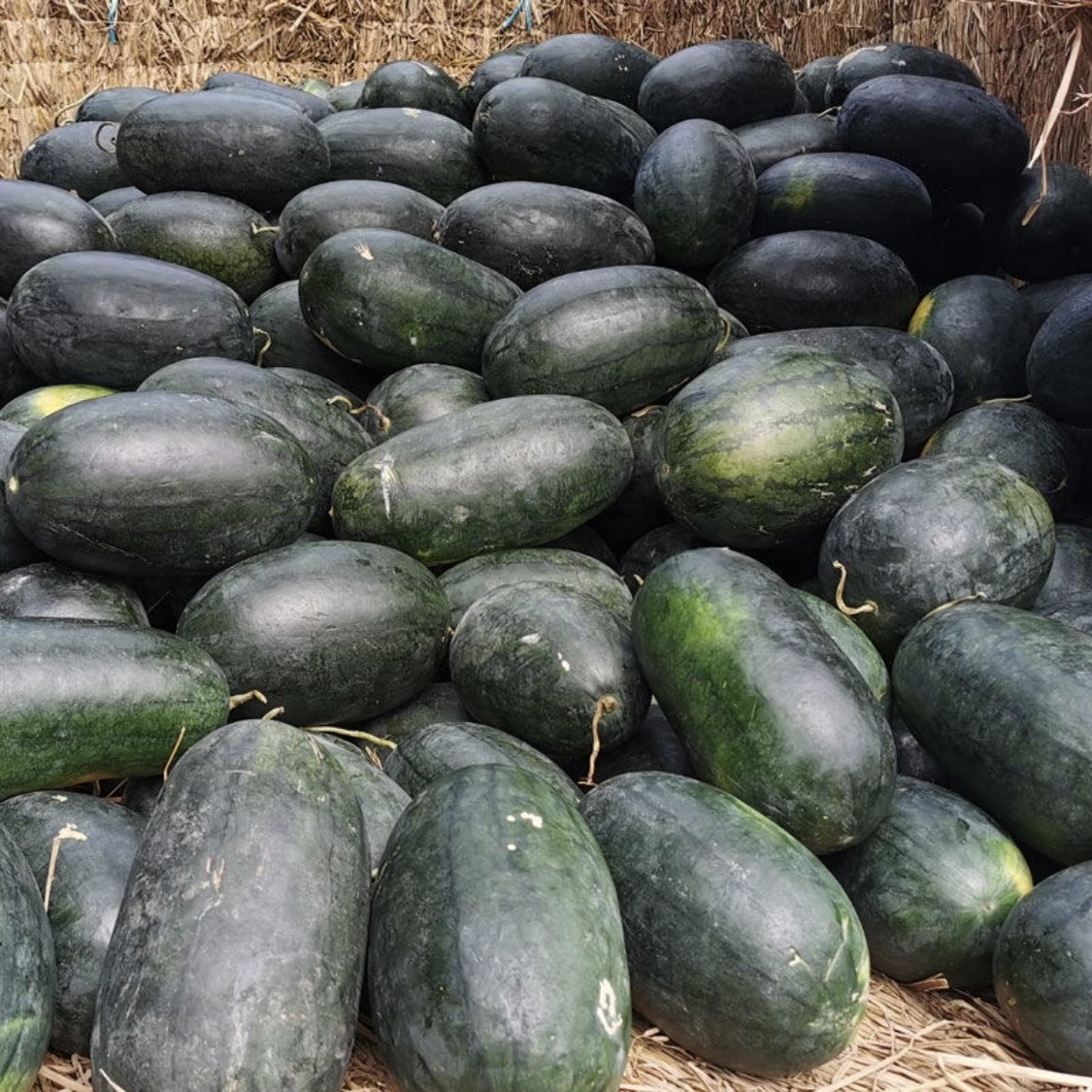 正宗黑美人西瓜新鲜当季水果现摘越南西瓜非麒麟西瓜有籽黑皮西瓜,淘宝优惠券,粉丝福利购,淘宝优惠卷
