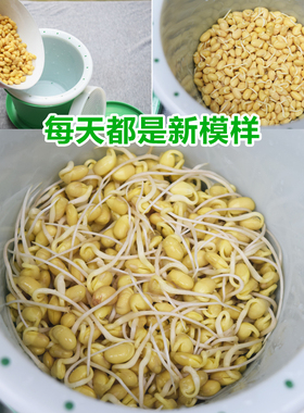 豆芽机手工生种植桶绿豆鲜豆芽罐
