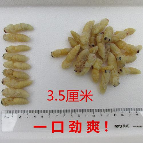 蜂蛹二级金环虎头蜂新鲜土蜂天然大马蜂拥胡蜂蚂蜂地雷蜂野生500g - 图1