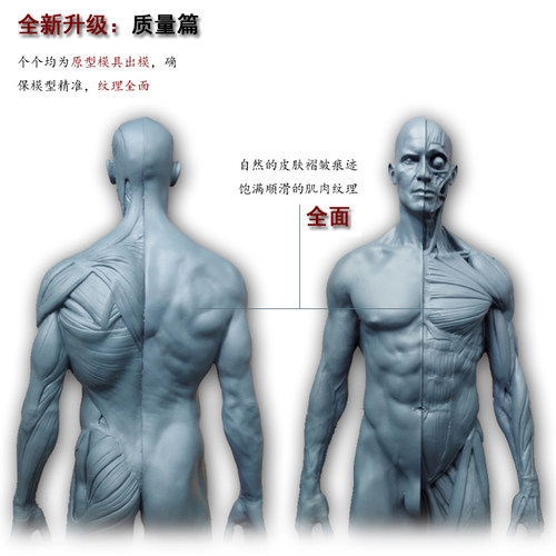 绘画参考骷髅头骨石膏头像仿真玩具艺用人体肌肉骨骼解剖模型美术 - 图2