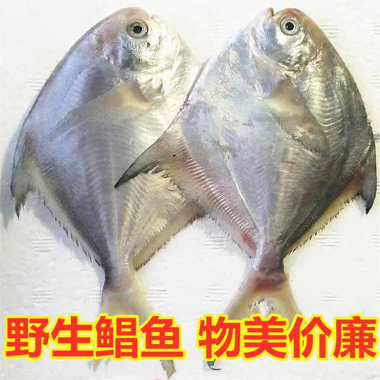 海鲜银鲳鱼新鲜冷冻鲳鱼小鲳鱼白鲳鱼海鲳鱼鲳鳊鱼平鱼海鱼深海鱼 - 图0