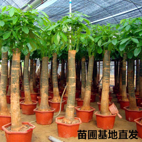 室内发财树盆栽客厅绿植辩子独干四季常青净化空气易活吸甲醛 - 图2