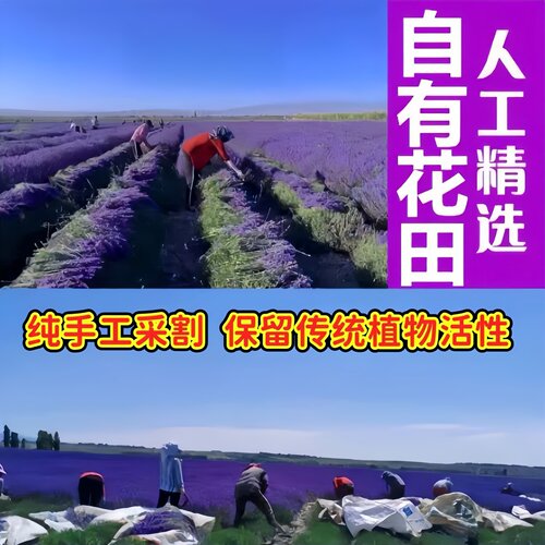 新疆狭叶法国蓝薰衣草扦插苗2次开花多年生花盆园林绿化观赏植物 - 图3