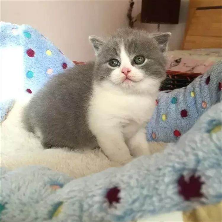 纯种英国短毛猫活体幼猫家养纯种宠物猫英短蓝白正八字脸幼猫q_虎窝淘