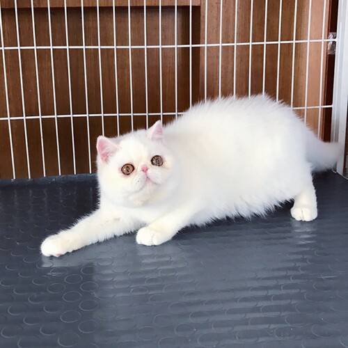 纯白色加菲猫活体异国短毛猫全白加菲活体幼猫纯种家养加菲猫h - 图1