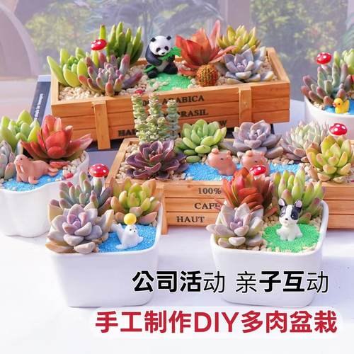 多肉植物组合盆栽含盆含土创意diy拼盘花盆肉肉植物室内绿植花卉 - 图2