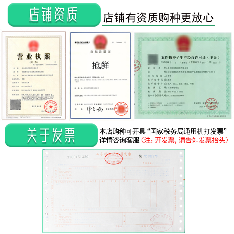 生菜种孑四季青菜盆栽种籽大全夏季秋季速生蔬菜种子大叶沙拉菜苗 - 图3