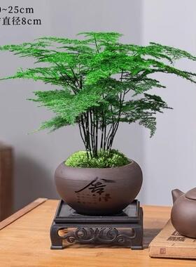 文竹水培植物盆栽办公室桌面绿植玻璃瓶摆件室内绿萝花卉懒人好养