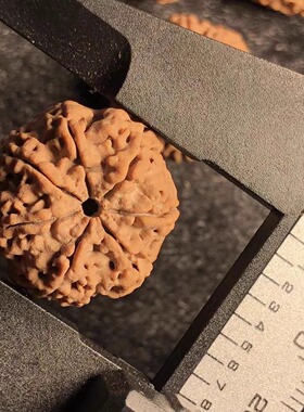 7瓣21mm蜂王满肉尼泊尔金刚菩提