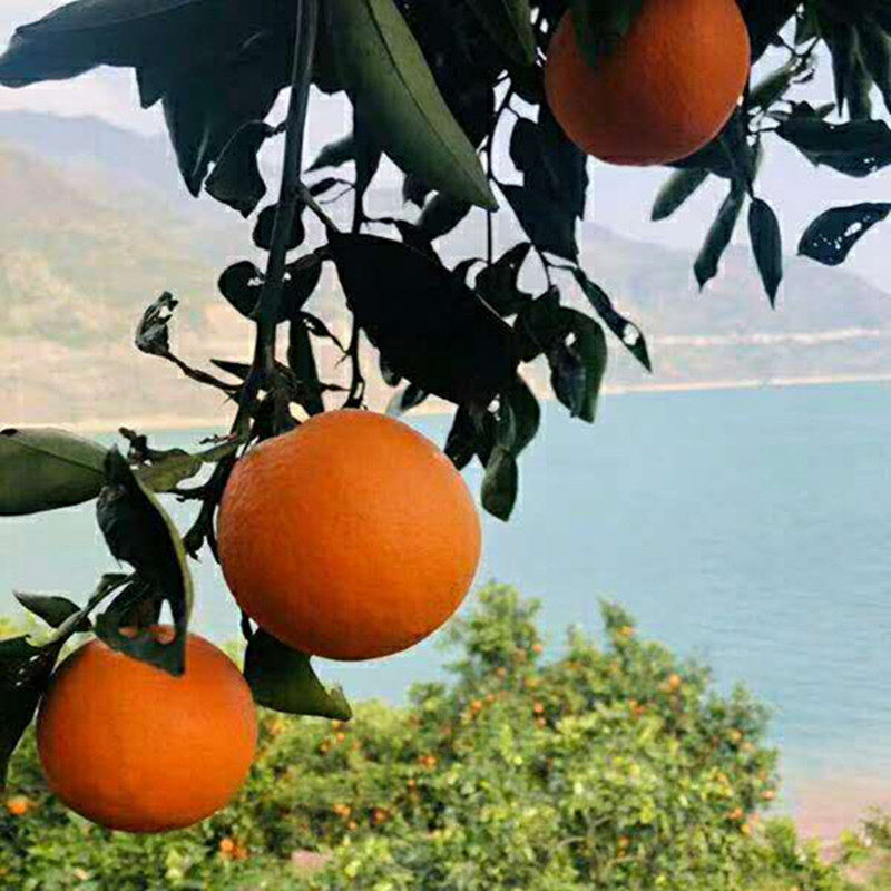 新鲜水果橙子5斤包邮三峡湖北雷家脐橙秭归脐橙雷家脐橙纽荷尔甜,淘宝优惠券,粉丝福利购,淘宝优惠卷