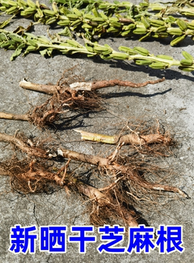 黑芝麻杆整颗带跟乔迁芝麻杆节节高家用民俗插画摆件新货黑芝麻杆
