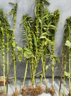 整颗带根芝麻杆黑芝麻杆整颗带根