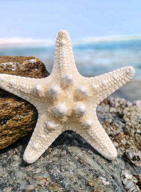 天然海星干标本海螺贝壳居家装饰