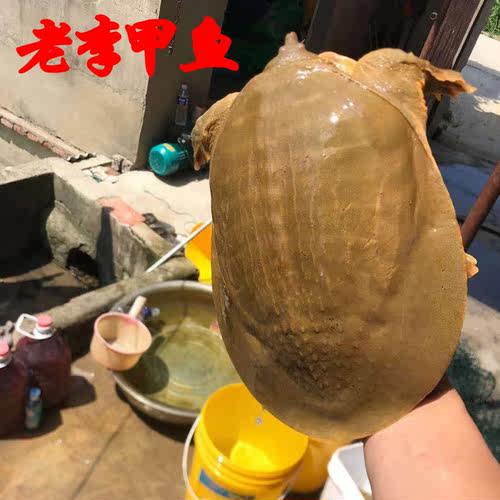 甲鱼外塘老鳖王八活体水鱼【直播一物一拍】 - 图3