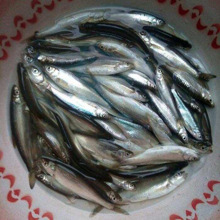 新鲜淡水鱼野鱼小麦穗鱼500g小罗汉鱼小杂鱼柳条鱼食蚊鱼鲜活宰杀