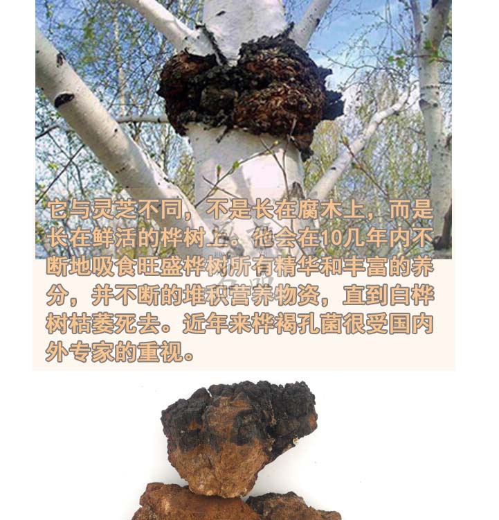 桦树茸桦褐孔菌1-10斤大块各种规格齐全 桦树泪长白山桦树黄 - 图2