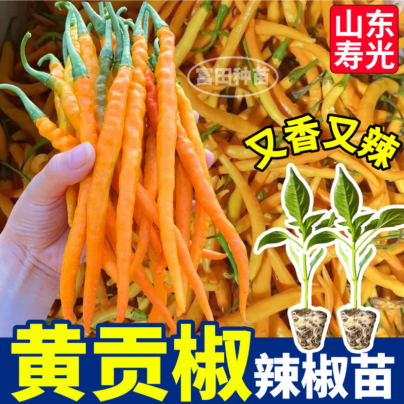 寿光黄贡椒苗秧四季高产脆辣爽口紫黄绿线椒七彩辣椒种子阳台盆栽,淘宝优惠券,粉丝福利购,淘宝优惠卷