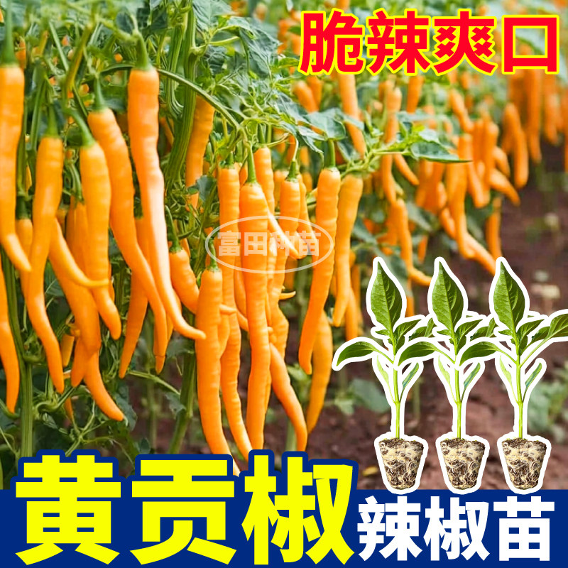 寿光黄贡椒苗秧四季高产脆辣爽口紫黄绿线椒七彩辣椒种子阳台盆栽,淘宝优惠券,粉丝福利购,淘宝优惠卷