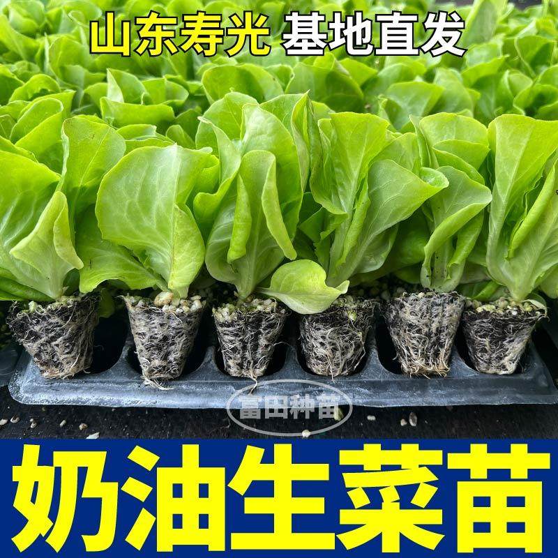 寿光奶油生菜苗秧脆甜好吃大速结球红皱生菜种子耐寒易种植带土球,淘宝优惠券,粉丝福利购,淘宝优惠卷