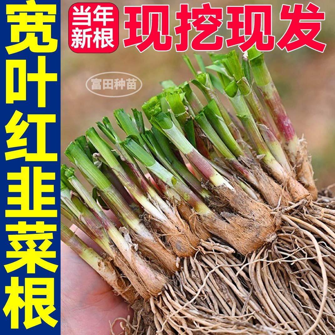 寿光现挖现发红根韭菜宽叶独根韭菜根四季盆栽庭院露天种子籽春秋,淘宝优惠券,粉丝福利购,淘宝优惠卷