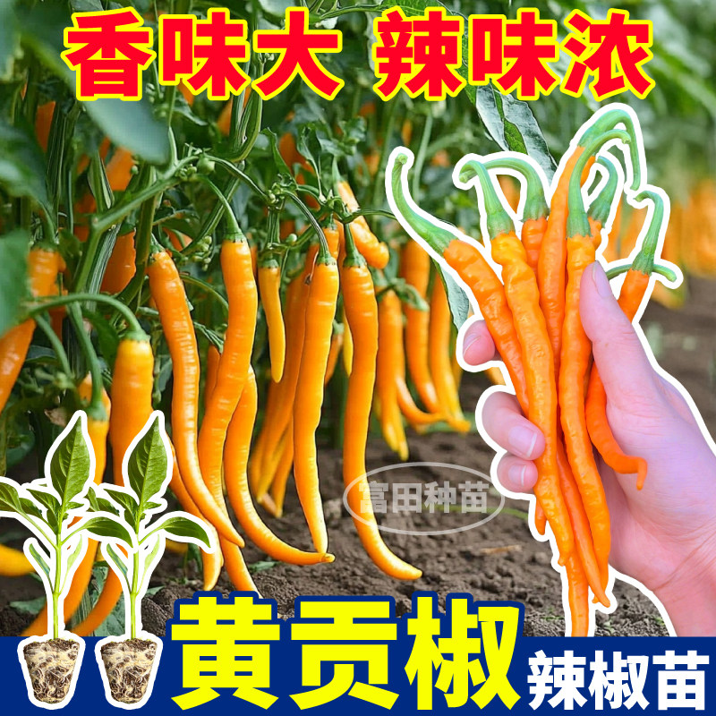 寿光黄贡椒苗秧四季高产脆辣爽口紫黄绿线椒七彩辣椒种子阳台盆栽,淘宝优惠券,粉丝福利购,淘宝优惠卷