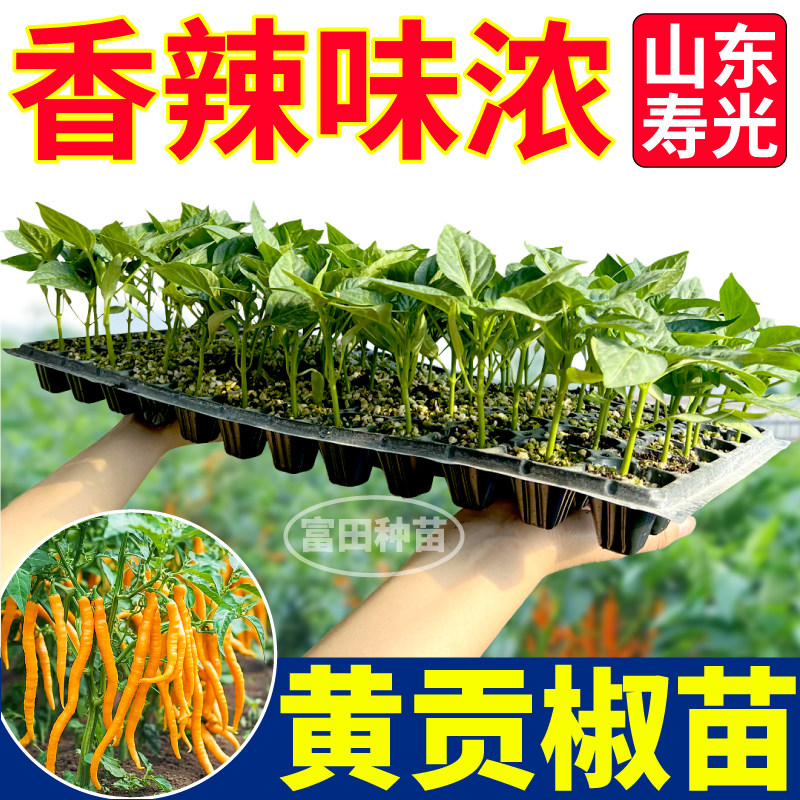 寿光黄贡椒苗秧四季高产脆辣爽口紫黄绿线椒七彩辣椒种子阳台盆栽,淘宝优惠券,粉丝福利购,淘宝优惠卷