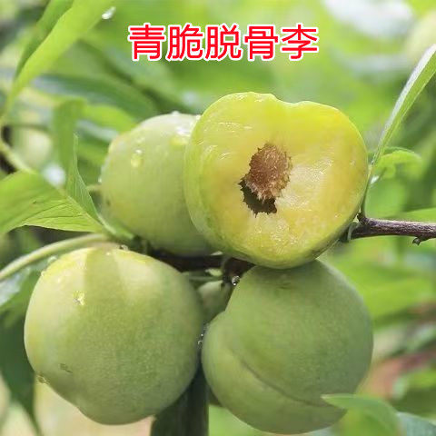 正宗蜂糖李子树苗贵州脱骨李子树苗早熟南方北方地栽盆栽当年结果 - 图2