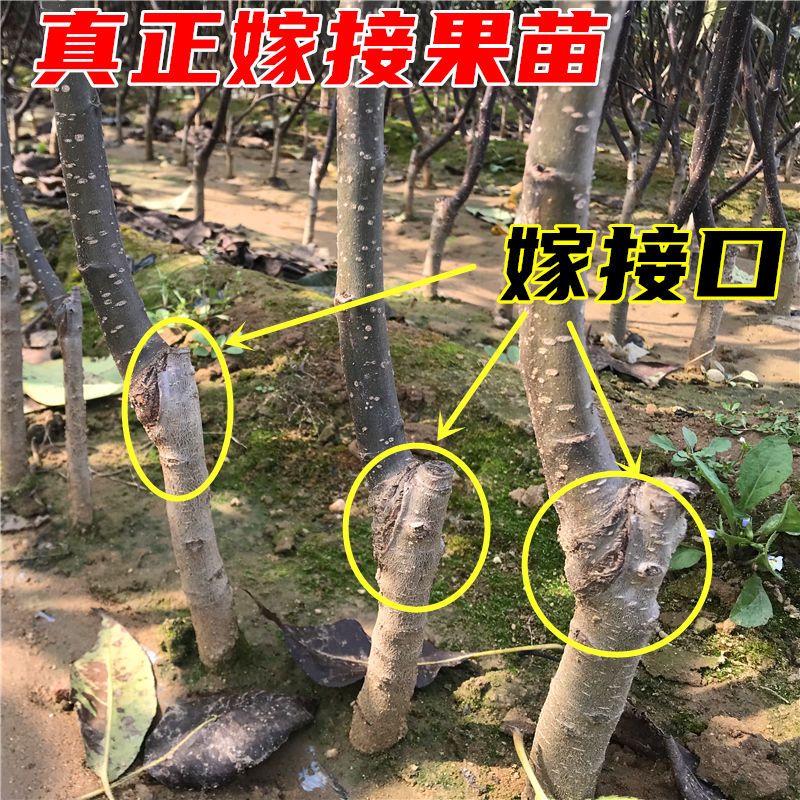 大白鸭梨树苗嫁接特大脆甜梨苗南方北方种植果树盆栽地栽当年结果