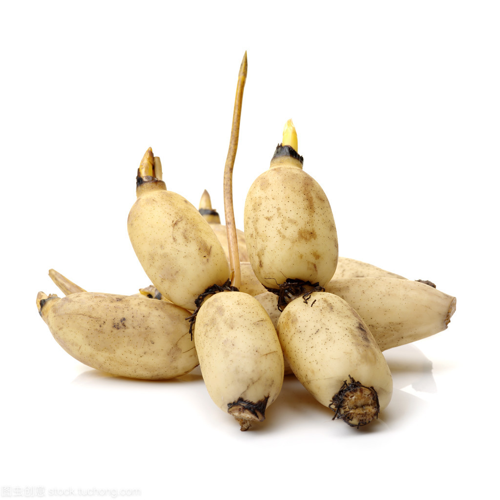 正宗四川农家新鲜现挖莲藕生吃清炒炖汤炝炒青水果清新花脆藕蔬菜 - 图3