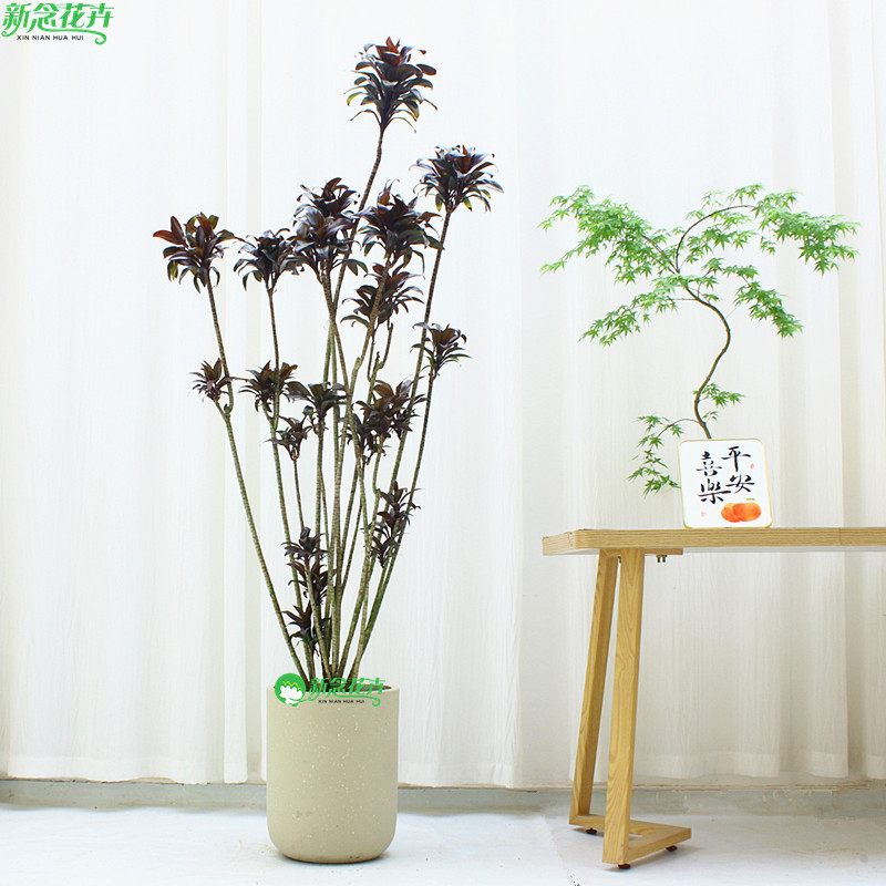 娃娃朱蕉红叶绿植客厅大型盆栽老桩黑吸甲醛办公室内好养植物