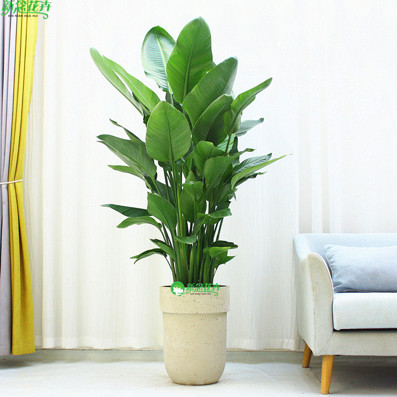 天堂鸟盆栽观叶大型绿植鹤望兰客厅植物办公室内好养北欧网红花卉,淘宝优惠券,粉丝福利购,淘宝优惠卷