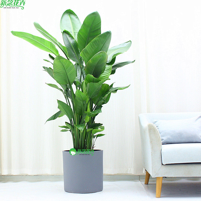 天堂鸟盆栽观叶大型绿植鹤望兰客厅植物办公室内好养北欧网红花卉,淘宝优惠券,粉丝福利购,淘宝优惠卷