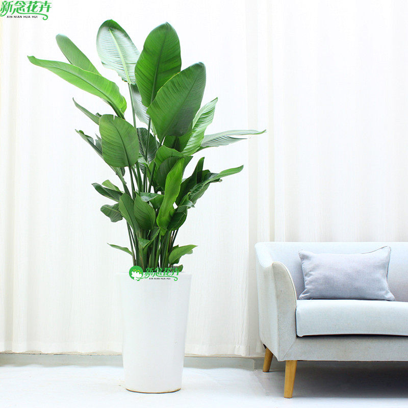 天堂鸟盆栽观叶大型绿植鹤望兰客厅植物办公室内好养北欧网红花卉,淘宝优惠券,粉丝福利购,淘宝优惠卷