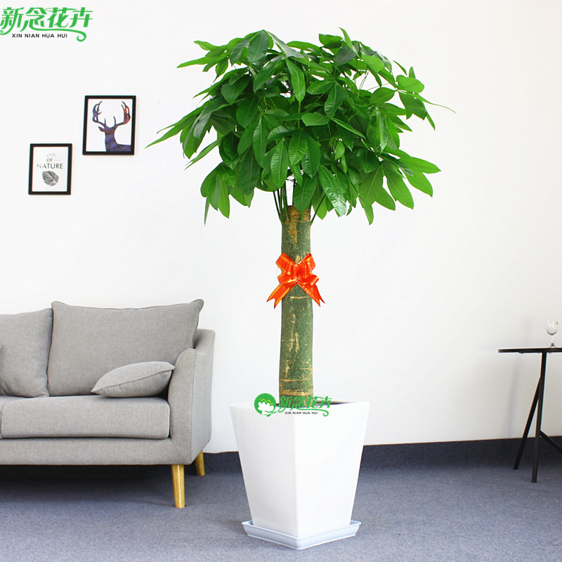 发财树盆栽 开业乔迁植物花卉客厅办公室内大型绿植 上海送货上门 - 图0