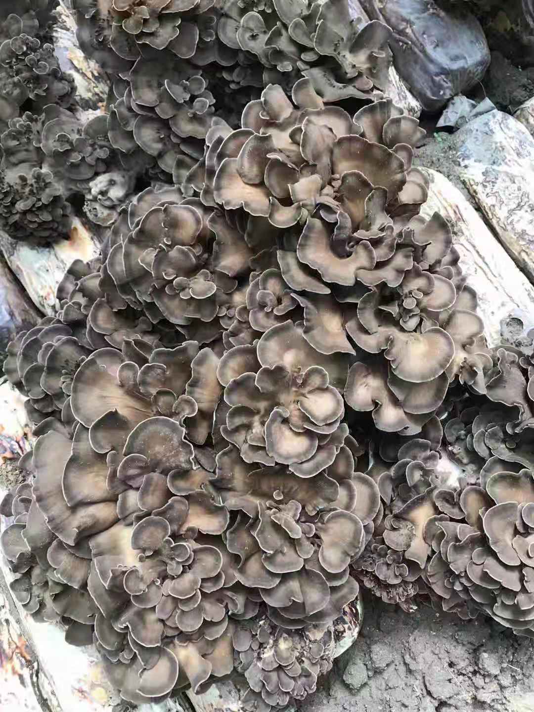 庆菇庆元灰树花500g新货舞菇干货灰树菇高山栗蘑菌菇菊花菌舞茸茶_虎窝淘
