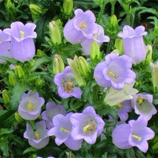 风铃草花苗阳台盆栽花卉植物宿根耐寒庭院地栽花园多年生易种好养 - 图0