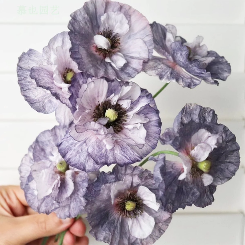 虞美人花苗意大利蜂鸟系列大花型耐寒植物阳台花园地栽多年生好养 - 图0
