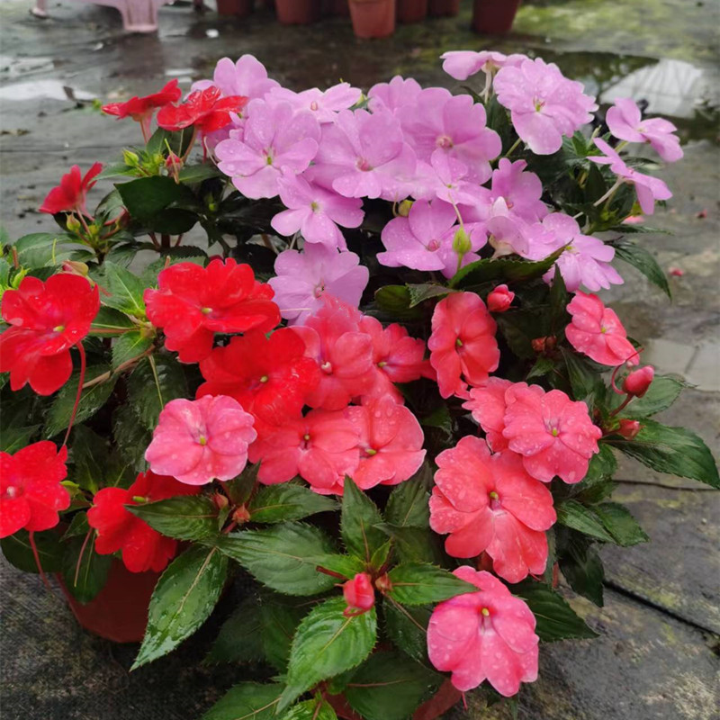 凤仙花盆栽新几内亚非洲凤仙花多年生阳台庭院花期长耐晒耐热植物