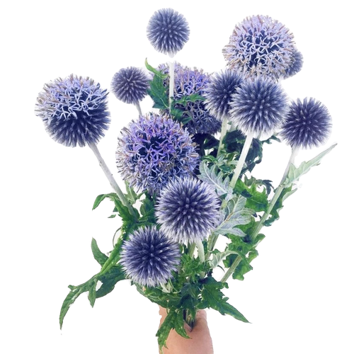 蓝刺头花苗蓝星球蓝刺芹多年生好养阳台盆栽庭院耐寒耐热植物花卉 - 图3