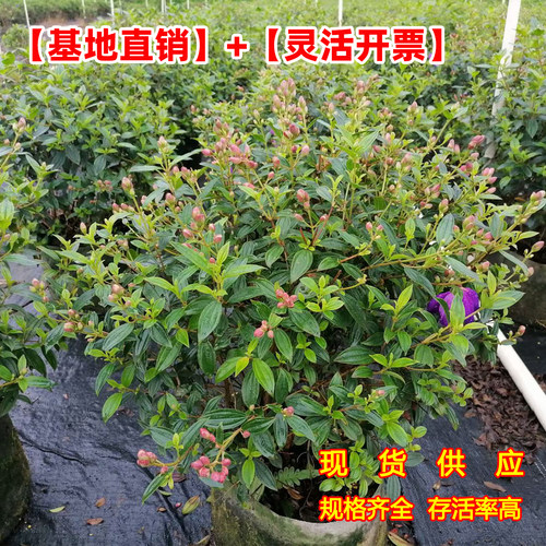 巴西野牡丹花苗盆栽植物多季开花紫牡丹庭院阳台花卉期长耐寒耐热 - 图3