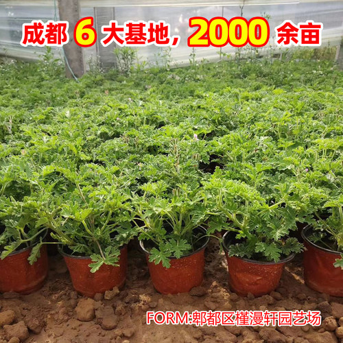 藿香薄荷驱蚊草迷迭香盆栽苗绿色多年生好养阳台庭院观赏绿叶绿植 - 图1