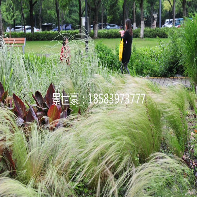 美丽细叶针茅草羽毛草 针茅马尾盆栽 细叶如发丝飘逸多年生观赏草 - 图0