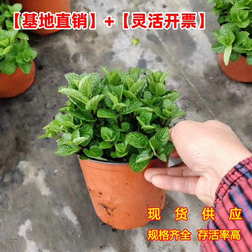 藿香薄荷驱蚊草迷迭香盆栽苗绿色多年生好养阳台庭院观赏绿叶绿植 - 图3