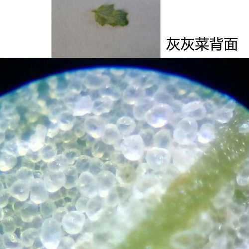 日本采购藤井显微镜120倍便携迷你儿童科学探索 瓷器古玩印刷纺织 - 图1