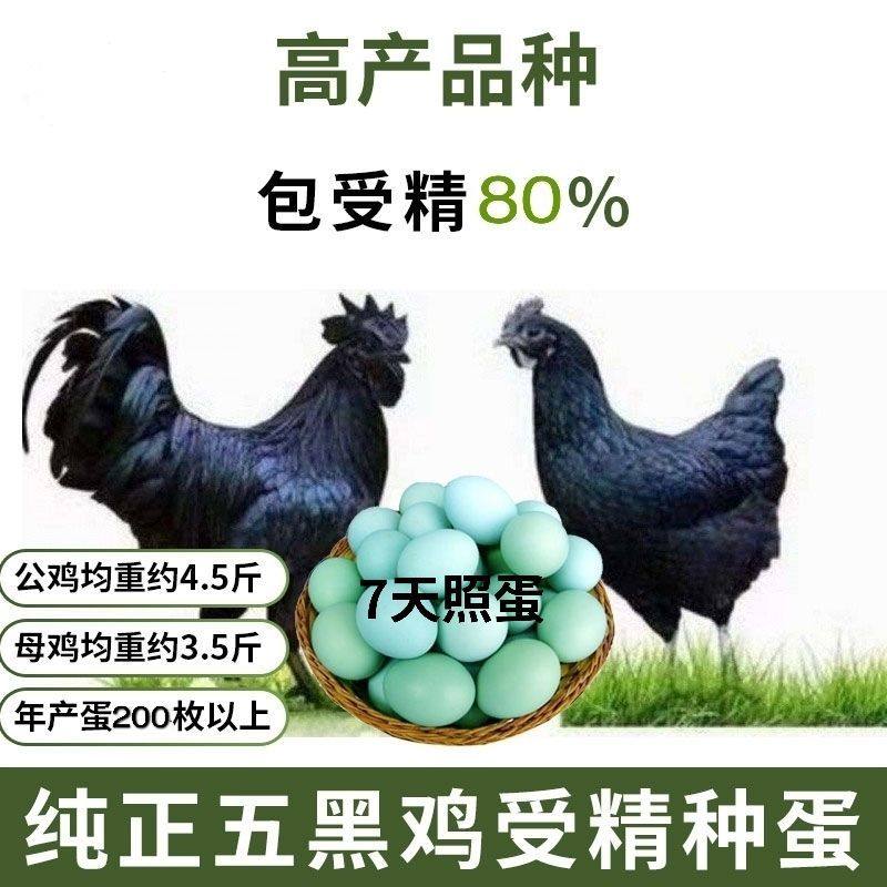 五黑鸡种蛋五黑一绿鸡种蛋可孵化受精蛋当天新鲜包邮受精蛋宠物鸡,淘宝优惠券,粉丝福利购,淘宝优惠卷